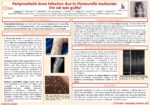 Periprosthetic knee infection due to Pasteurella multocida: the cat was guilty!