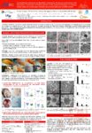 Immunothérapie préventive par MEDI6389, combinaison d’anticorps monoclonaux antialpha- toxine, leucocidine de Panton-Valentin et ED, gamma-hémolysine et clumping facteur A dans un modèle lapin d’infection de prothèse articulaire à SARM USA300